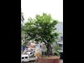 삼성동 느티나무 썸네일 이미지